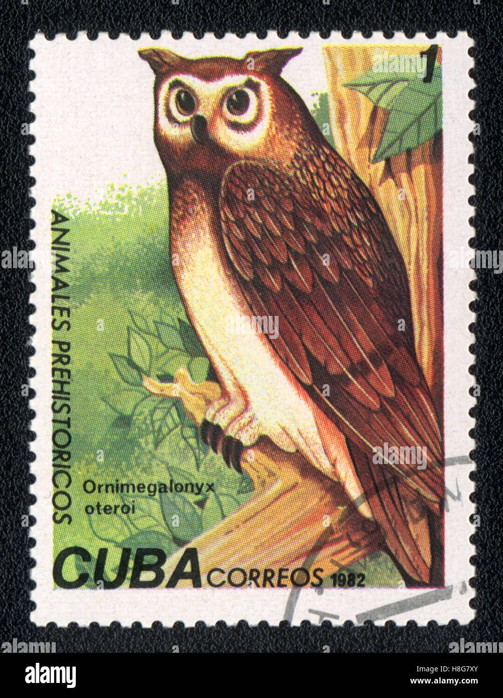 A postage stamp printed in Cuba shows a Cuban Giant Owl (ornimegalonyx oteroi),  1982 Stock Photo