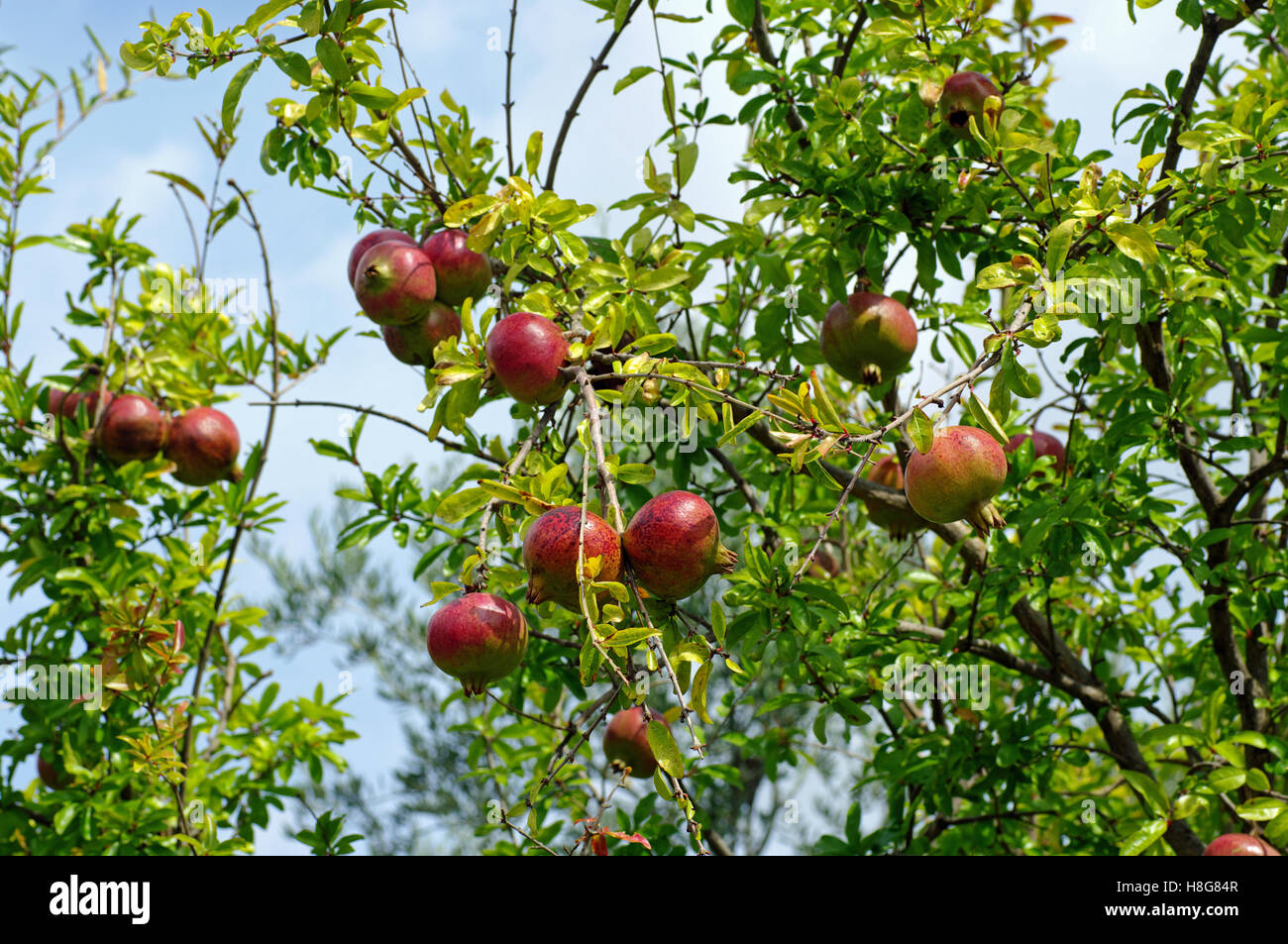 Punica granatum, the Pomgranate, fruits on a tree, Stock Photo