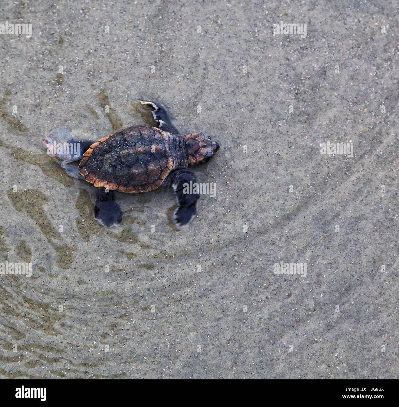 A lone loggerhead turtle hatchling crawls in shallow water on the beach at Kiawah Island, South Carolina. Stock Photo