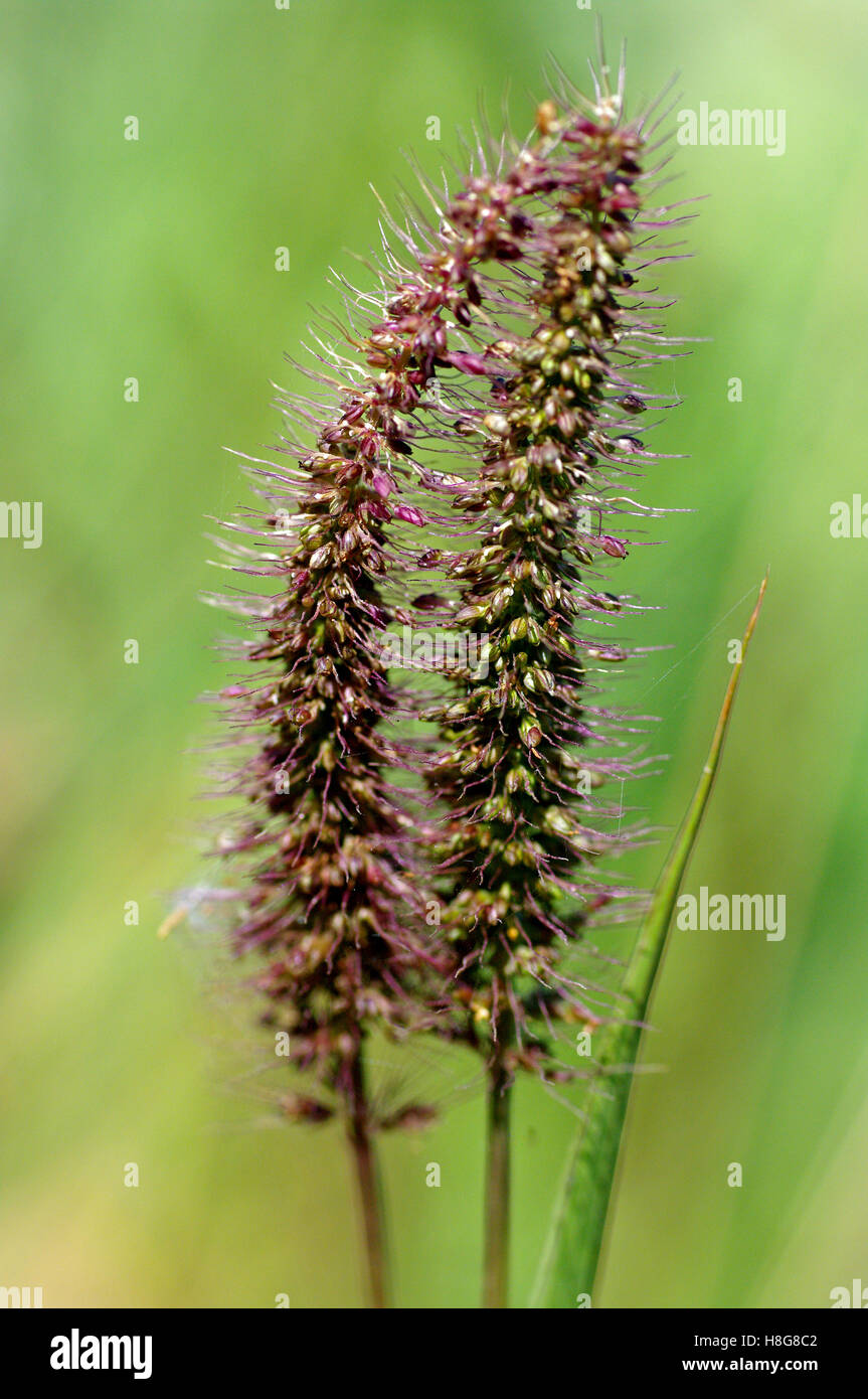 This is Setaria adhaerens, the Bur Bristlegrass, from the family Poaceae Stock Photo
