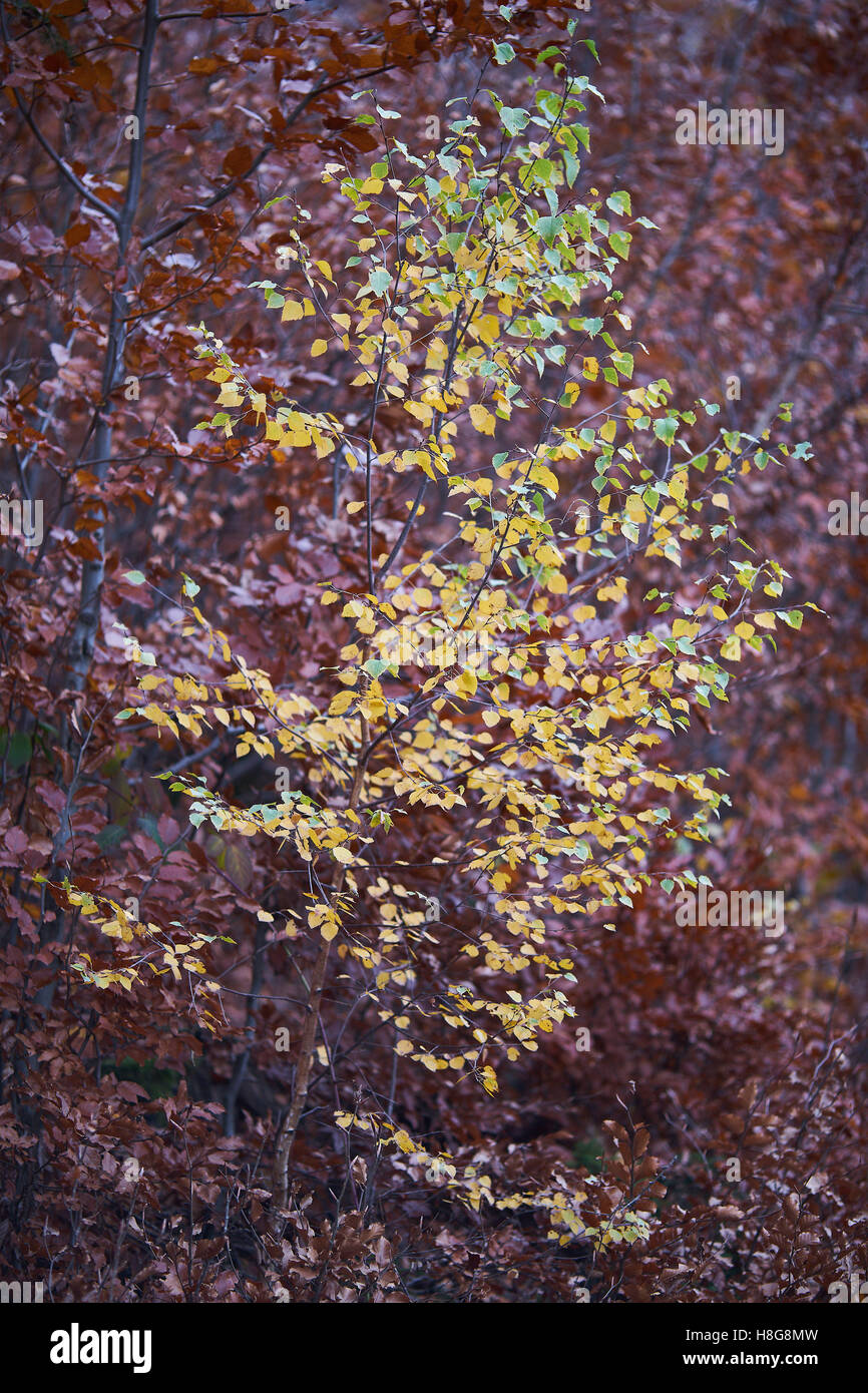 Young silver warty birch turning yellow at fall Betula pendula Stock Photo