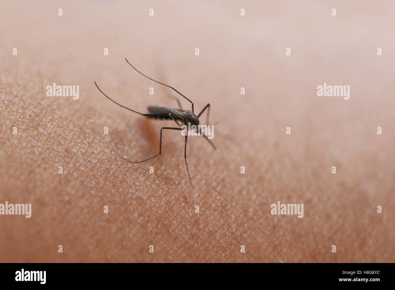 Mosquito sucking blood on the arm,concept of health and dengue fever. Stock Photo