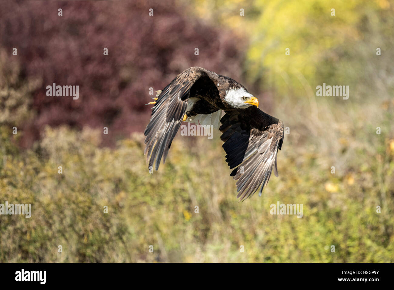 Eagle feet hi-res stock photography and images - Page 7 - Alamy Eagle feet hi-res stock photography and images - Page 7 - Alamy