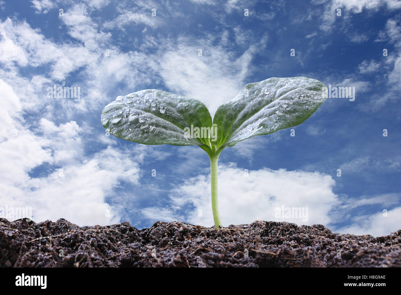 young plant or green seedling on soil in the vegetable garden and blue ...