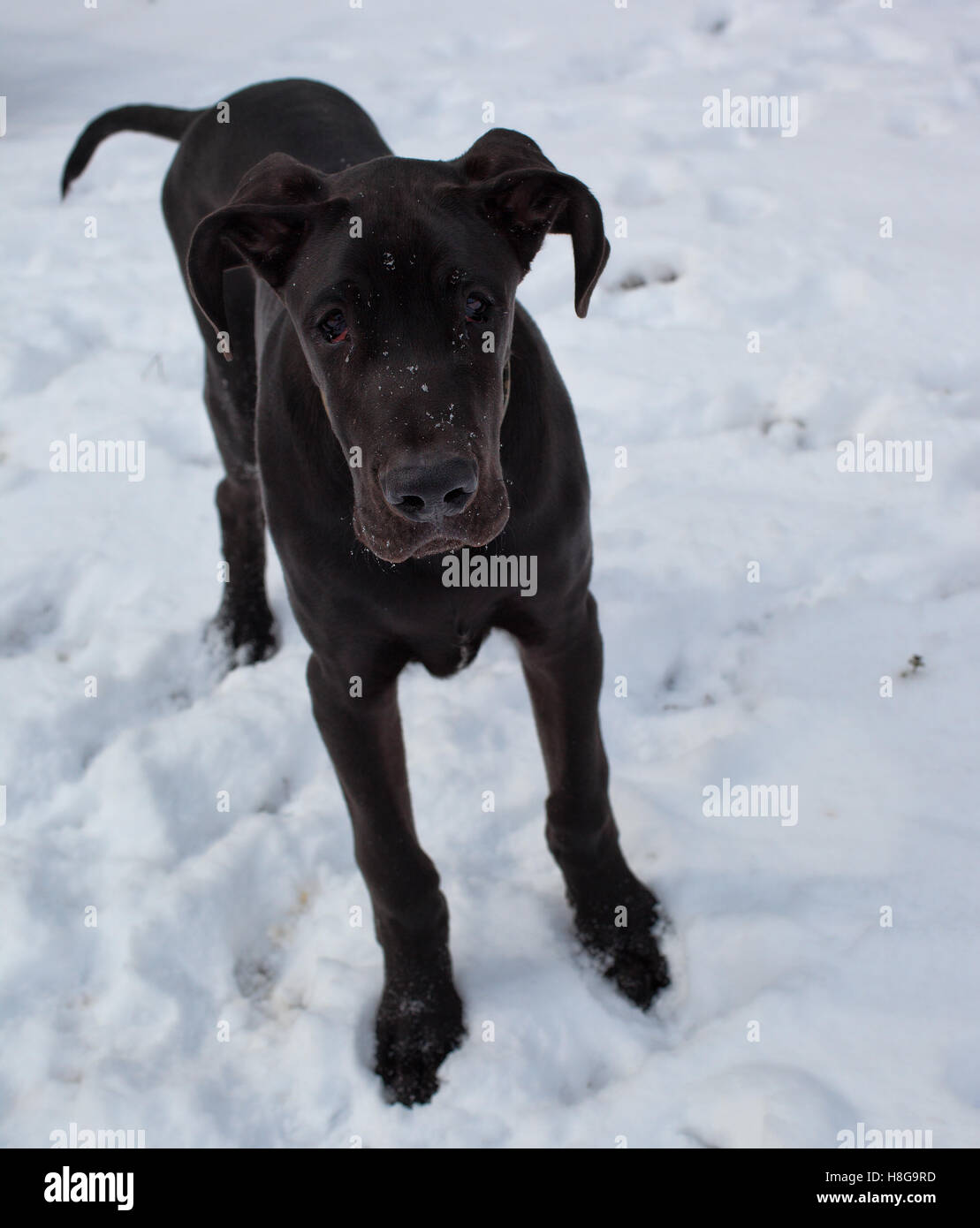 Young black great dane that wonders why its in the snow Stock Photo Alamy