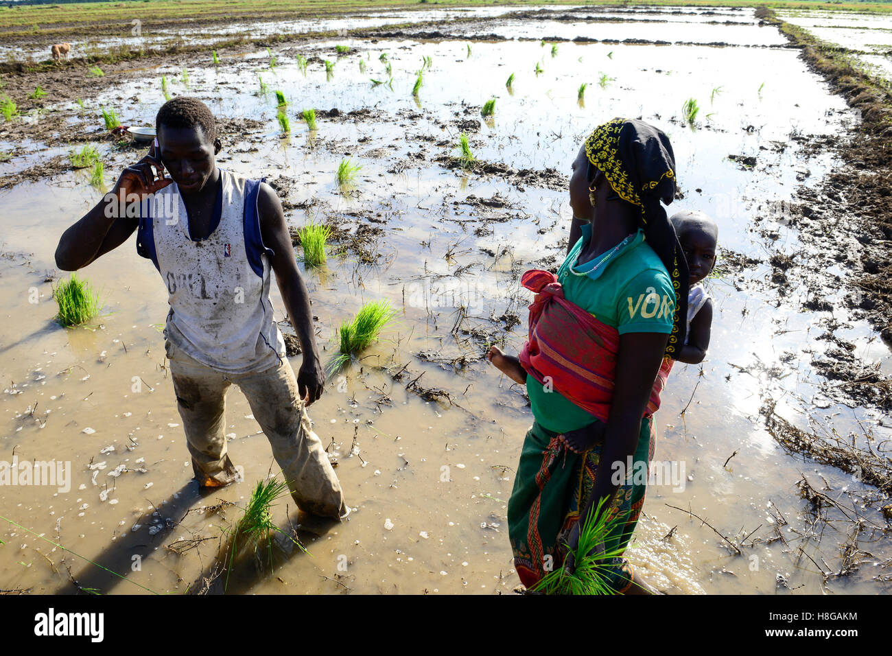 BURKINA FASO, Bobo Dioulasso, village Bama, paddy farming, production of Hybrid rice seeds for NAFASO, nursery field Stock Photo