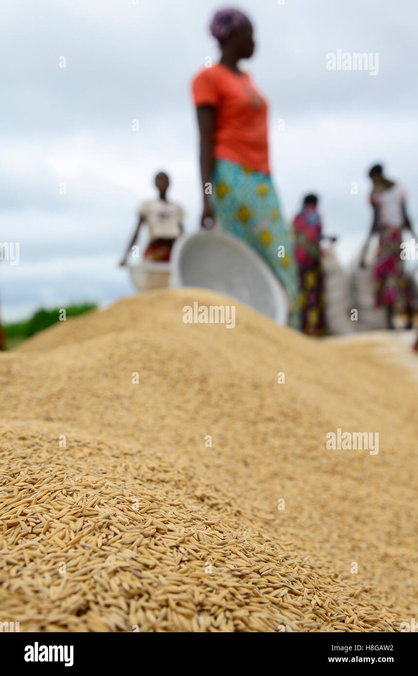 BURKINA FASO, Gaoua, rice hybrid seed production for Nafaso seed company, women dry, weigh and packaging rice Stock Photo