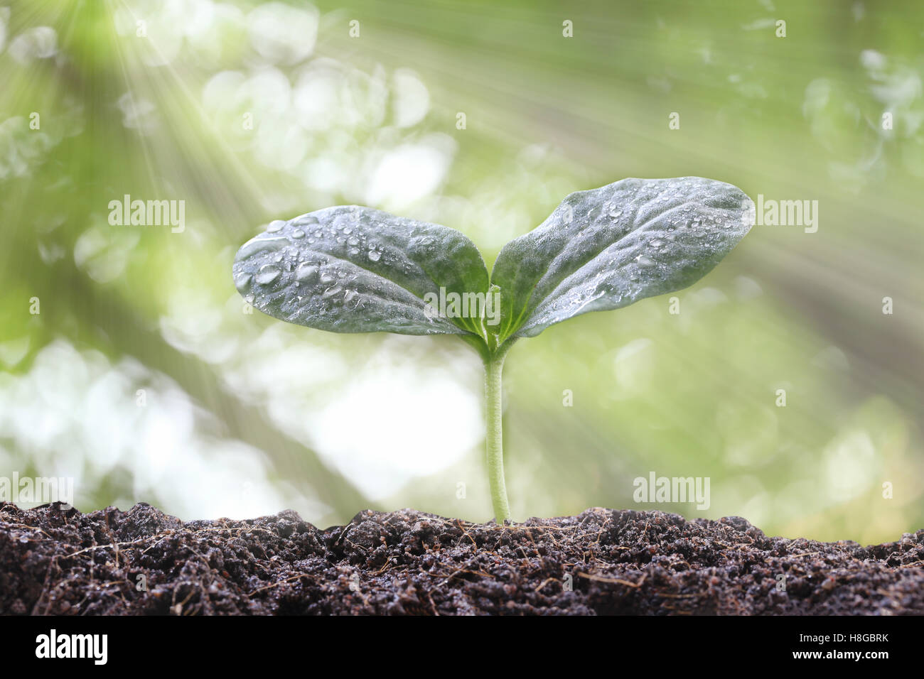 Young plant of tropical tree on soil in the morning light and have nature background. Stock Photo