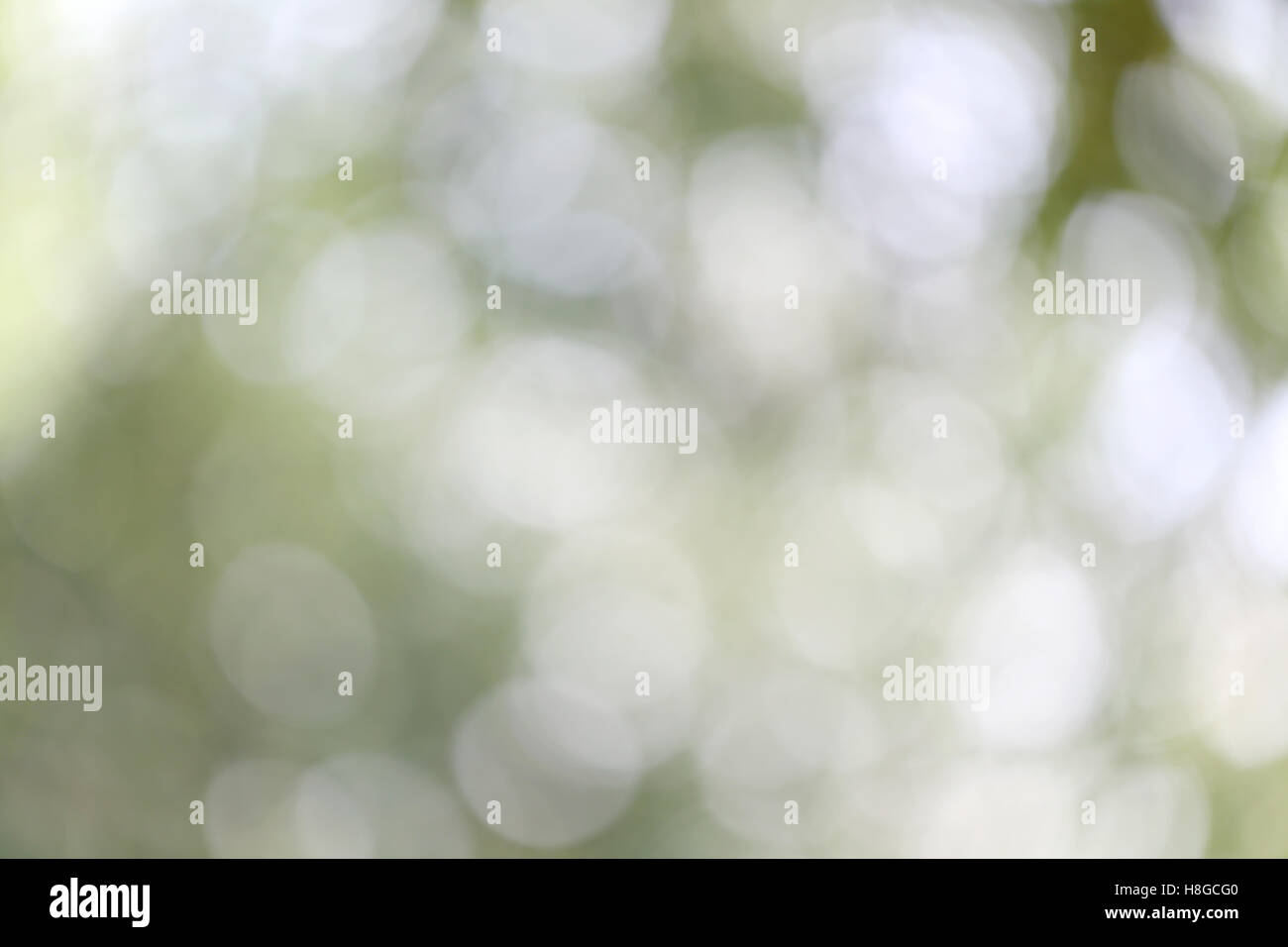 Abstract nature bokeh blurred background for the design advertising your text on backdrop in copy space. Stock Photo