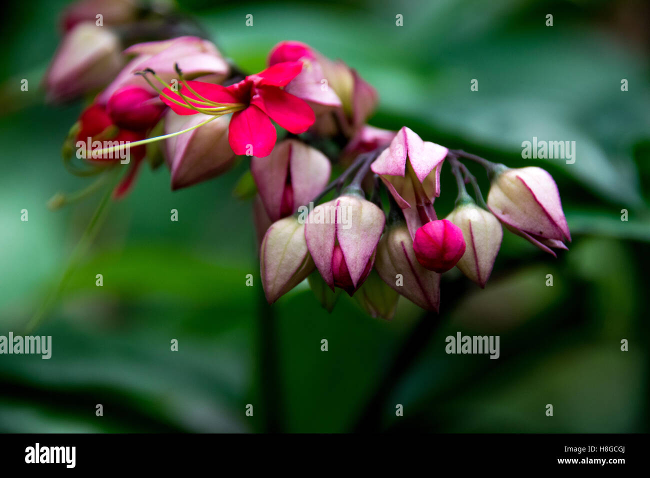 Red Flowers - Bleeding Hearts Stock Photo - Alamy