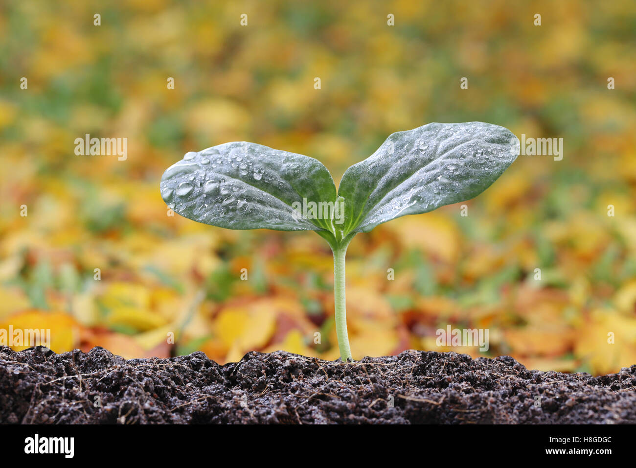 Young plant of tropical tree on soil in the morning light and have autumn nature background. Stock Photo