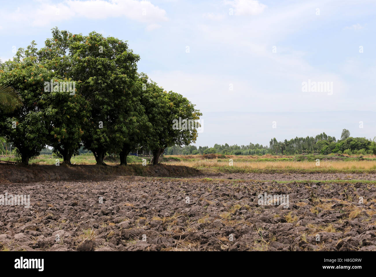 Agricultural land in rural areas and after plowing for rice plant. Stock Photo