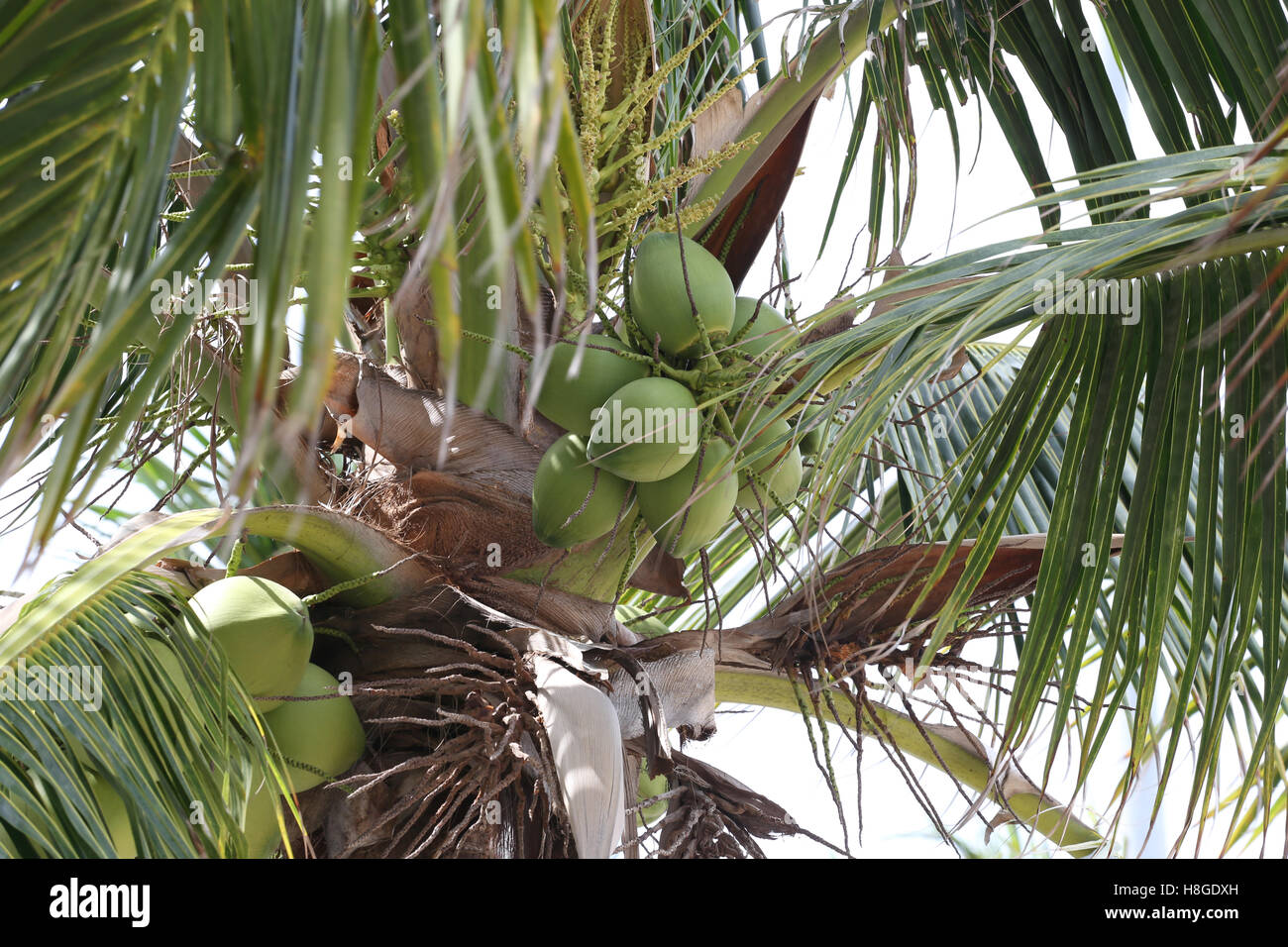 coconut fruit on coconut tree in garden Thailand,This plant of palm and found throughout in seaside tropical. Stock Photo