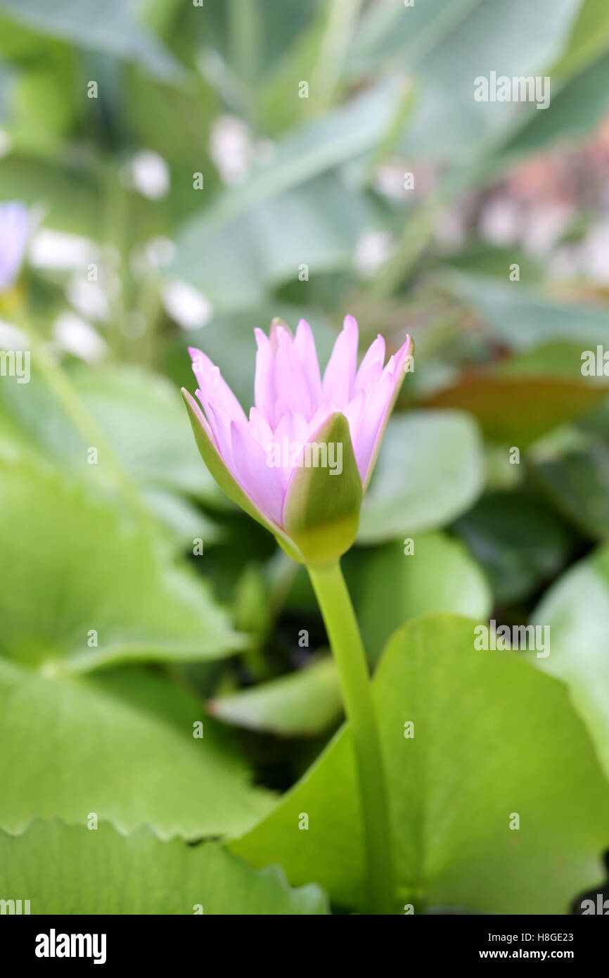 Pink Lotus flower bloom in pond,water lily in the public park and green leaves surrounding. Stock Photo