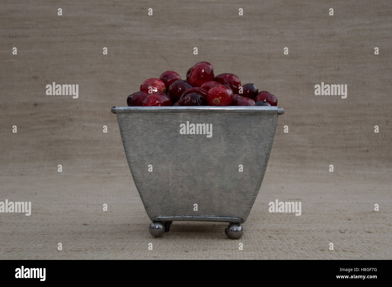 Close up of fresh red and maroon cranberries heaped in a tin metal footed container against ecru background at eye level. Stock Photo