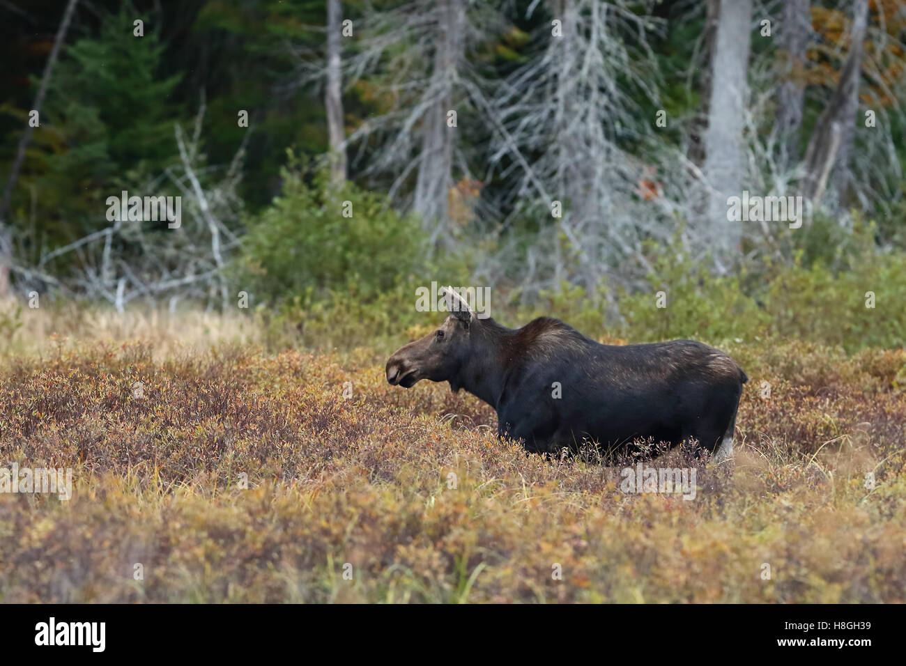 A cow moose (Alces alces) strolling through a field in Algonquin Park in Canada Stock Photo
