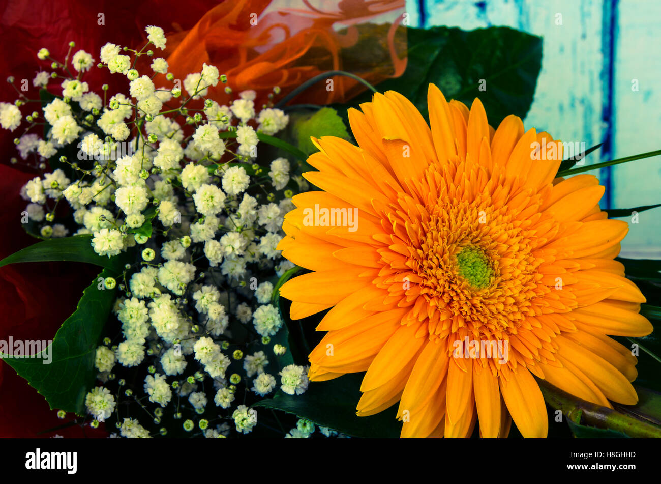 Orange chrysanthemum flower hi-res stock photography and images - Alamy