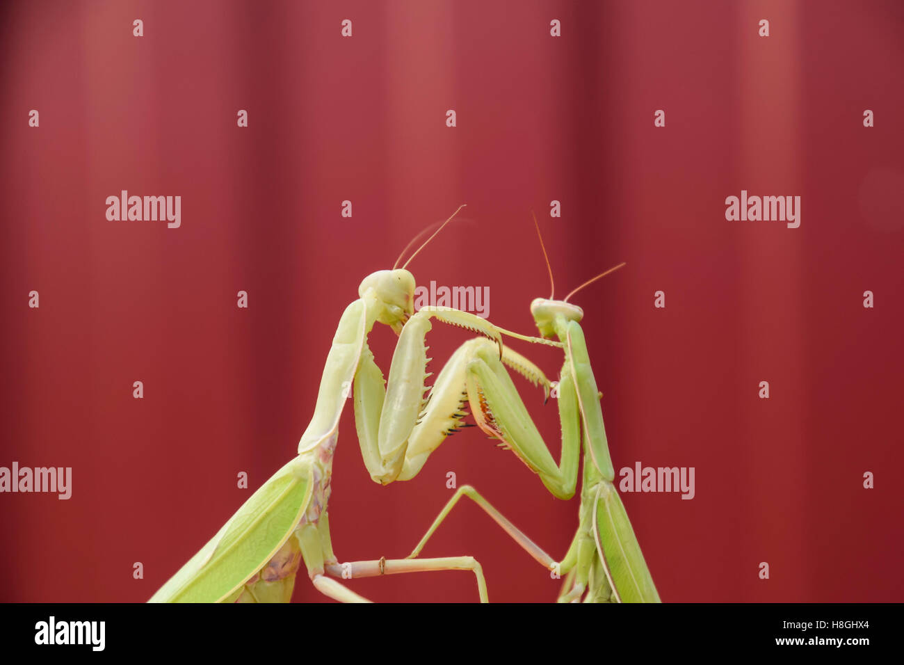 Mantis on a red background. Mating mantises. Mantis insect predator Stock Photo
