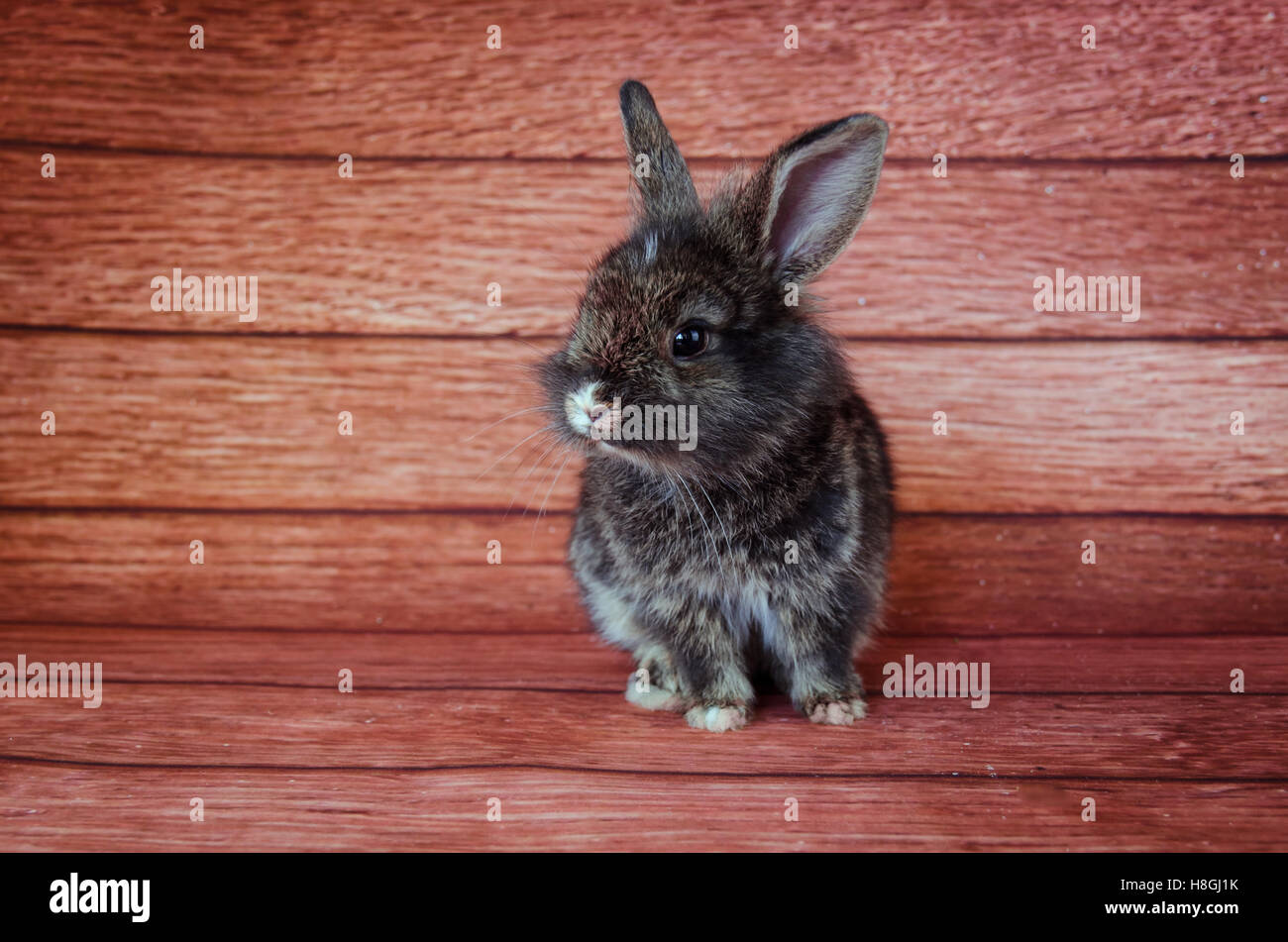 adorable little rabbit pet against wooden background Stock Photo
