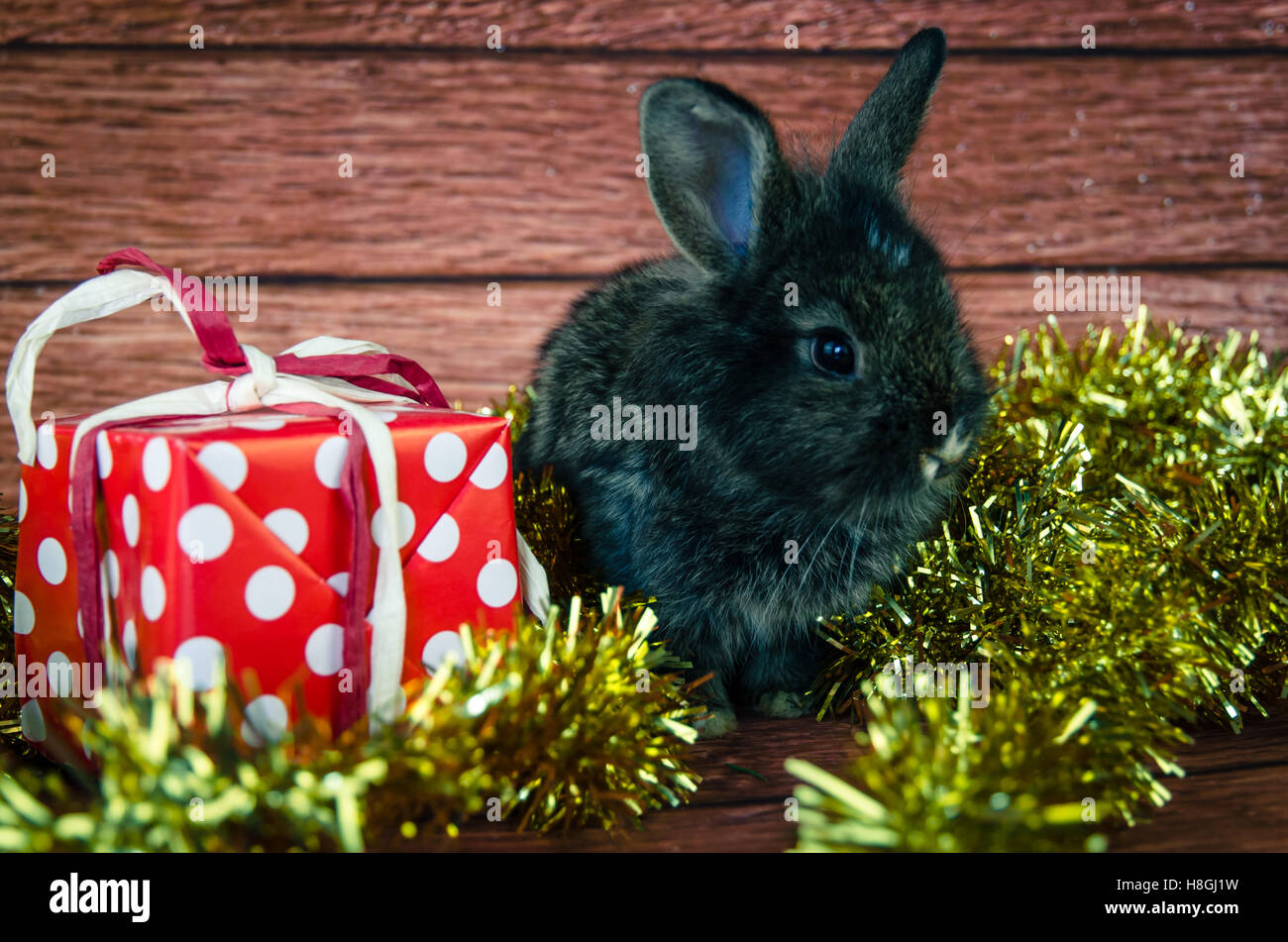 Rabbit pet hi-res stock photography and images - Alamy