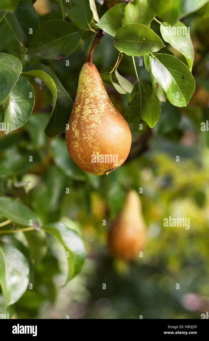 Pear tree fruit hires stock photography and images Alamy