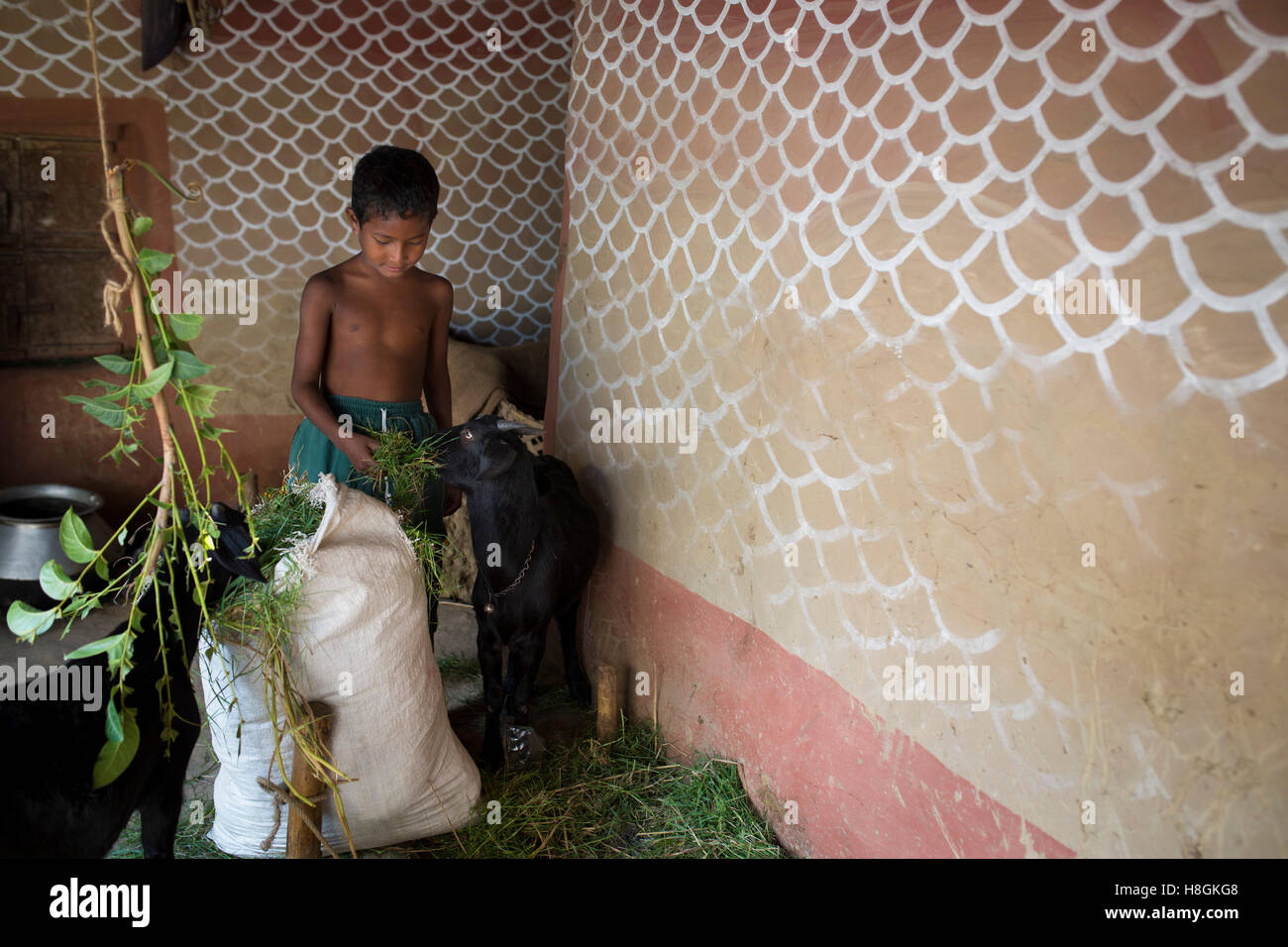 North Bengal, Bangladesh. 11th November, 2016. A child feeding their goat in North Bengal in Bangladesh, on November 10, 2016. lifestyle and view of houses of a rural village in Bangladesh. These houses are made by mud and  the walls are beautifully painted using natural colours and the interiors.Santal tribe and hindu people are living these houses.The village paintings are considered auspicious symbols related to fertility and fecundity being painted on the walls. Credit:  zakir hossain chowdhury zakir/Alamy Live News Stock Photo