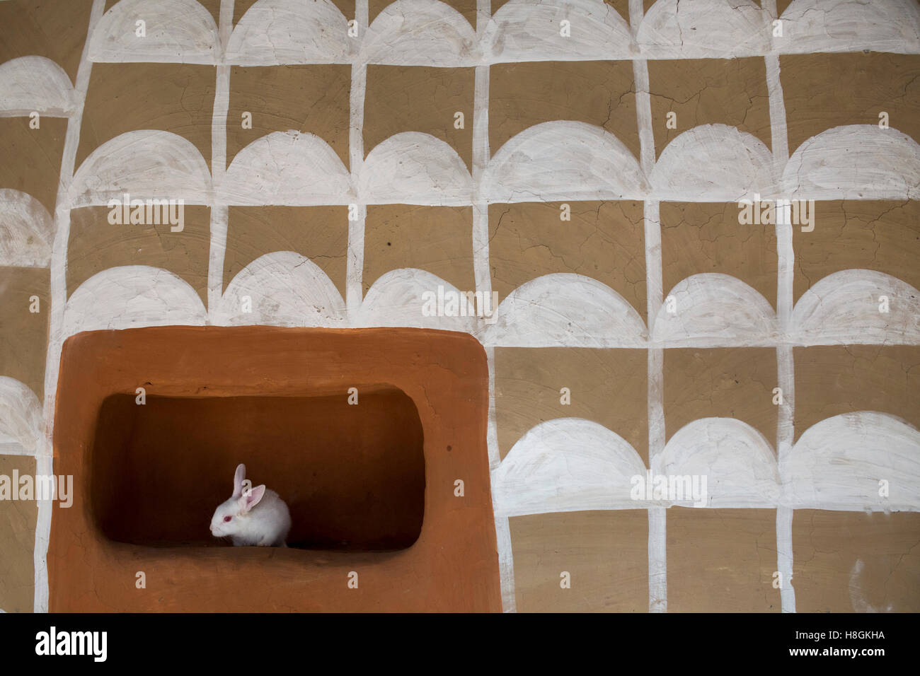 North Bengal, Bangladesh. 11th November, 2016. A rabbit inside a house at a rural village in North Bengal in Bangladesh, on November 10, 2016. lifestyle and view of houses of a rural village in Bangladesh. These houses are made by mud and  the walls are beautifully painted using natural colours and the interiors.Santal tribe and hindu people are living these houses.The village paintings are considered auspicious symbols related to fertility and fecundity being painted on the walls. Credit:  zakir hossain chowdhury zakir/Alamy Live News Stock Photo