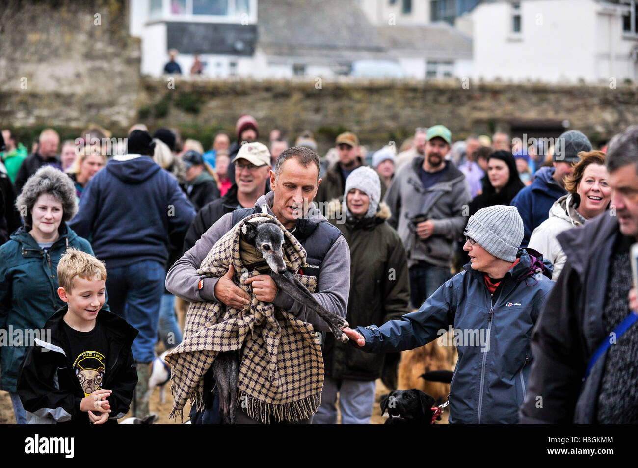 North Beach; Newquay, Cornwall. 12th November, 2016.  Hundreds of dog lovers and their pets turn out to celebrate the life of Walnut, an 18 year old whippet, as he takes his final walk on his beloved Porth Beach.   His owner, Mark Woods as had to take the painful decision to have Walnut put to sleep this afternoon but wanted him to have one last walk accompanied by as many dog lovers and their pets as possible.  Photographer: Gordon Scammell/Alamy Live News. Stock Photo