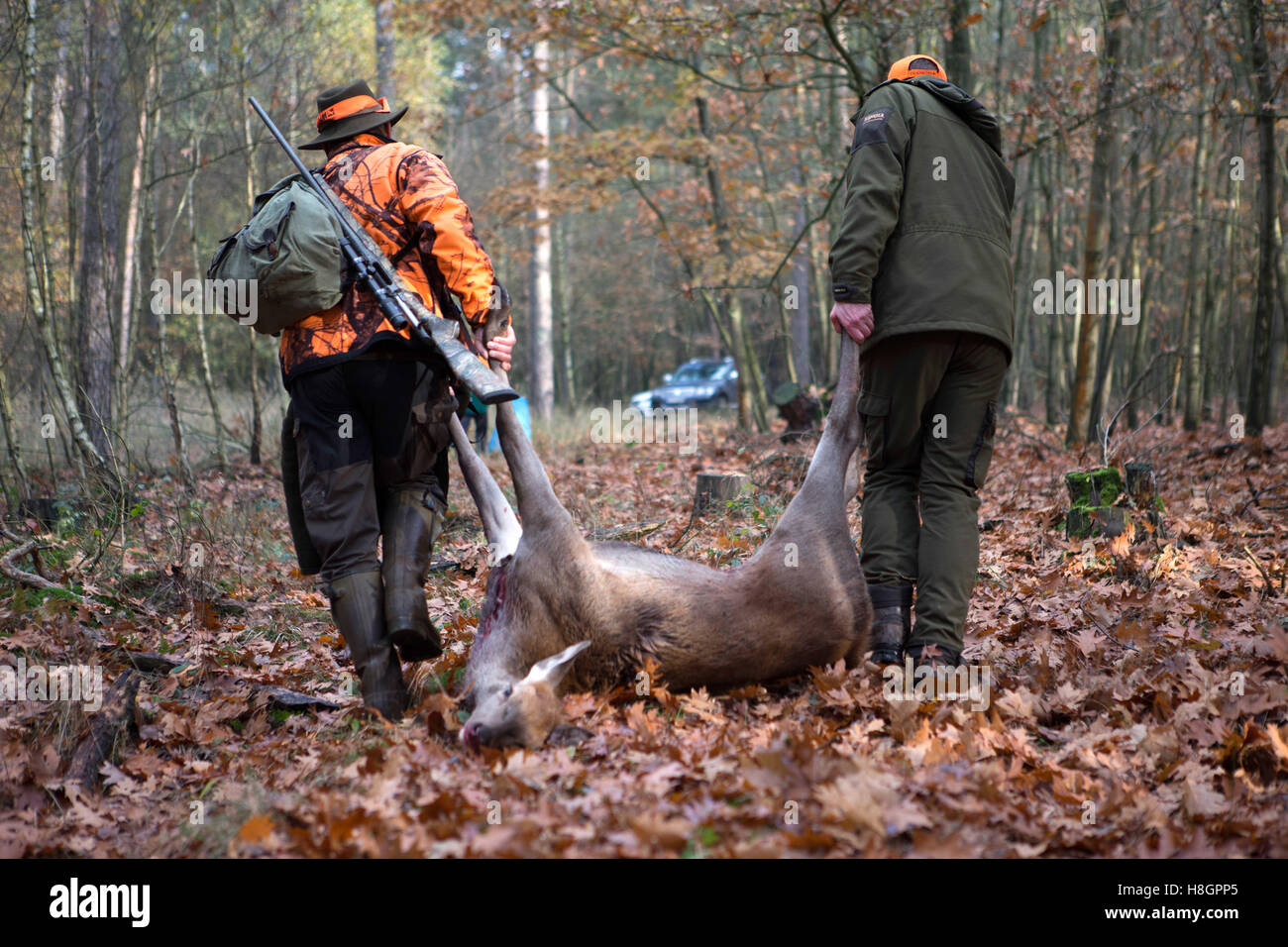 Taura, Germany. 12th Nov, 2016. Two hunters carry a dead deer to the