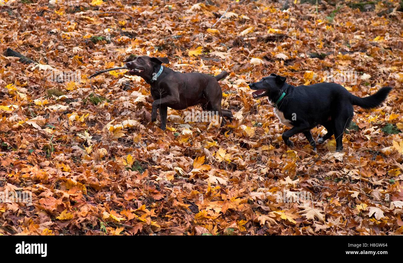 Elkton, Oregon, USA. 12th Nov, 2016. Two dogs play on a hillside strewn