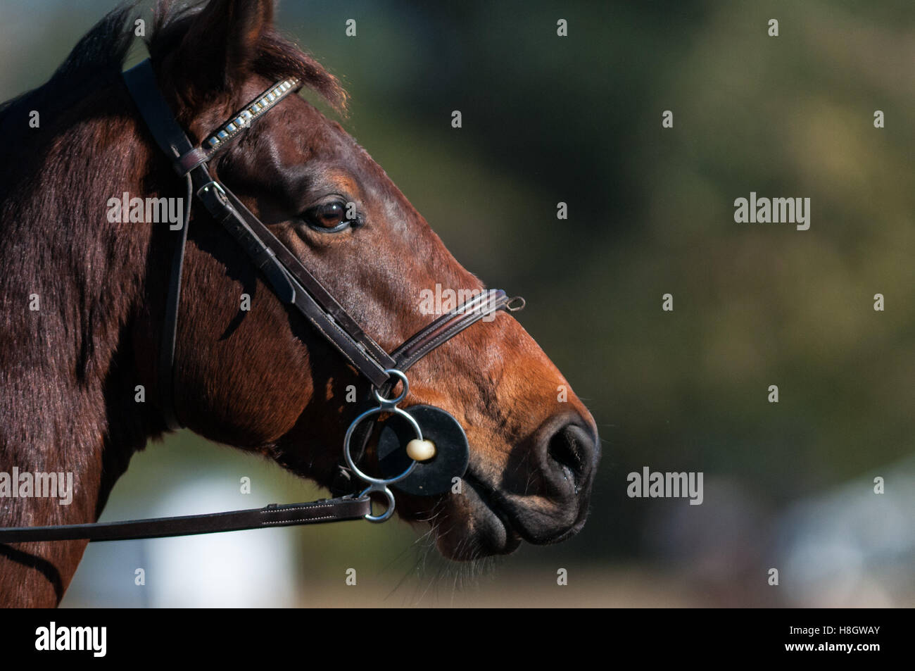 Raeford, North Carolina, US. 11th Nov, 2016. Nov. 12, 2016 Raeford, North Carolina, USA