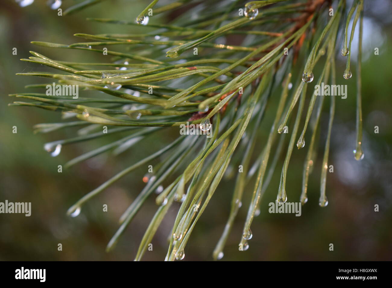 forest, fir, water Stock Photo Alamy