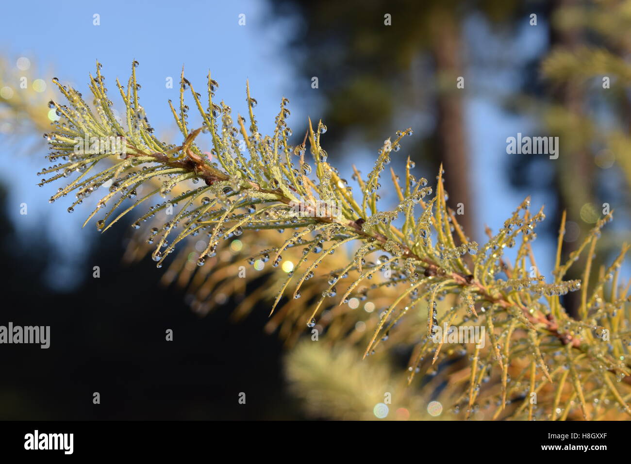 forest, fir, water Stock Photo Alamy