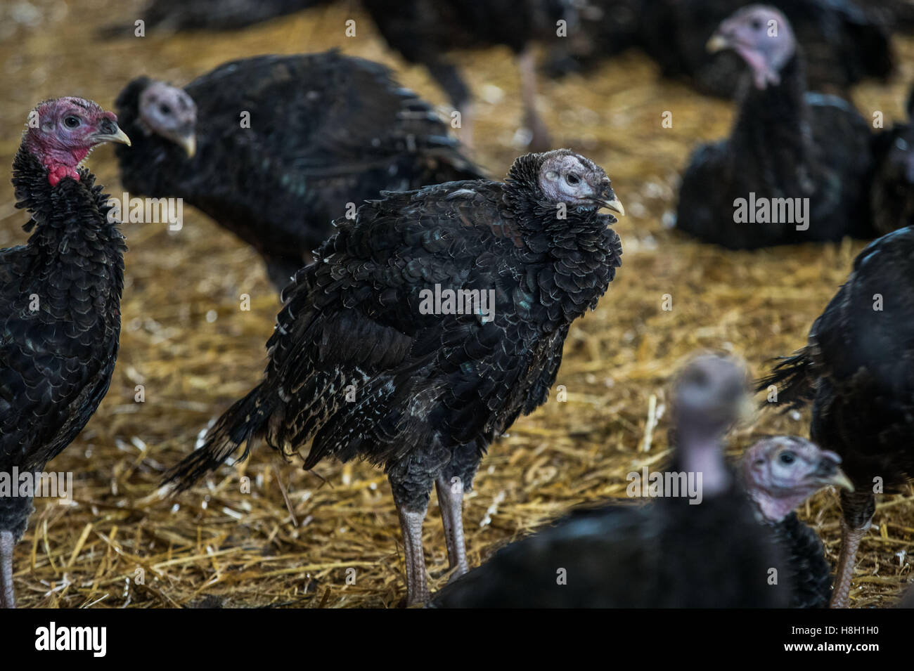 Ziesluebbe, Germany. 12th Nov, 2016. Chickens who have been held