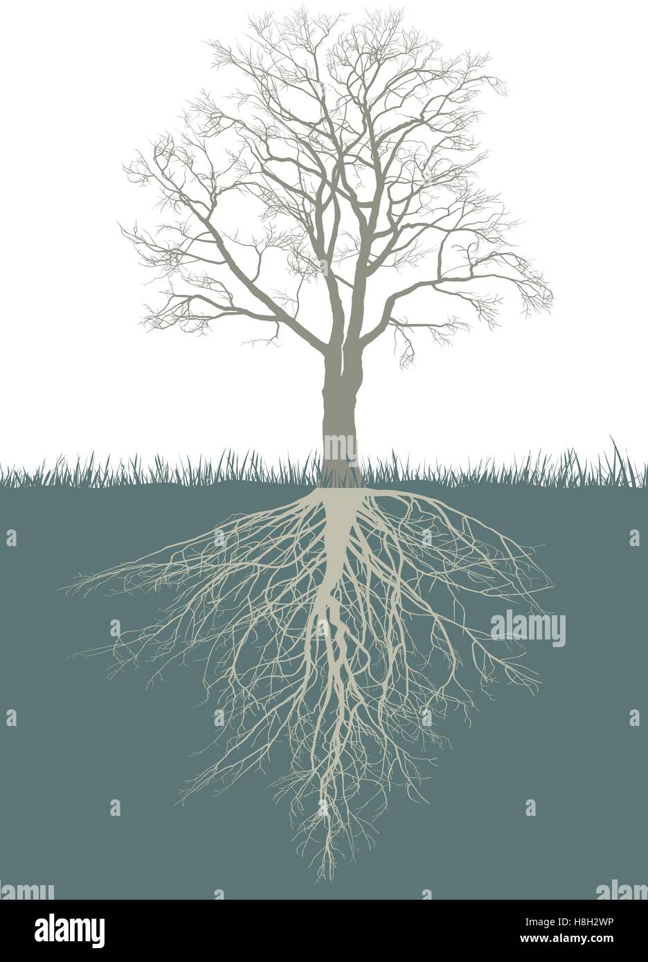 Abstract walnut tree with roots Stock Photo Alamy