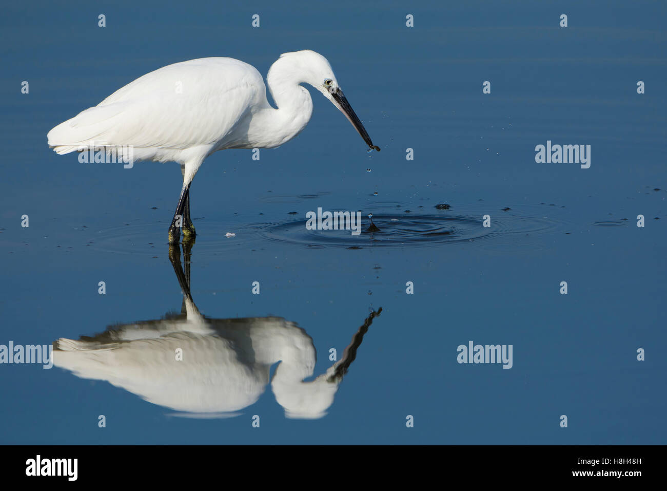 A Little Egret (Egretta garzetta) wading and feeding in shallow water, Rye Harbour Nature reserve, East Sussex, UK Stock Photo