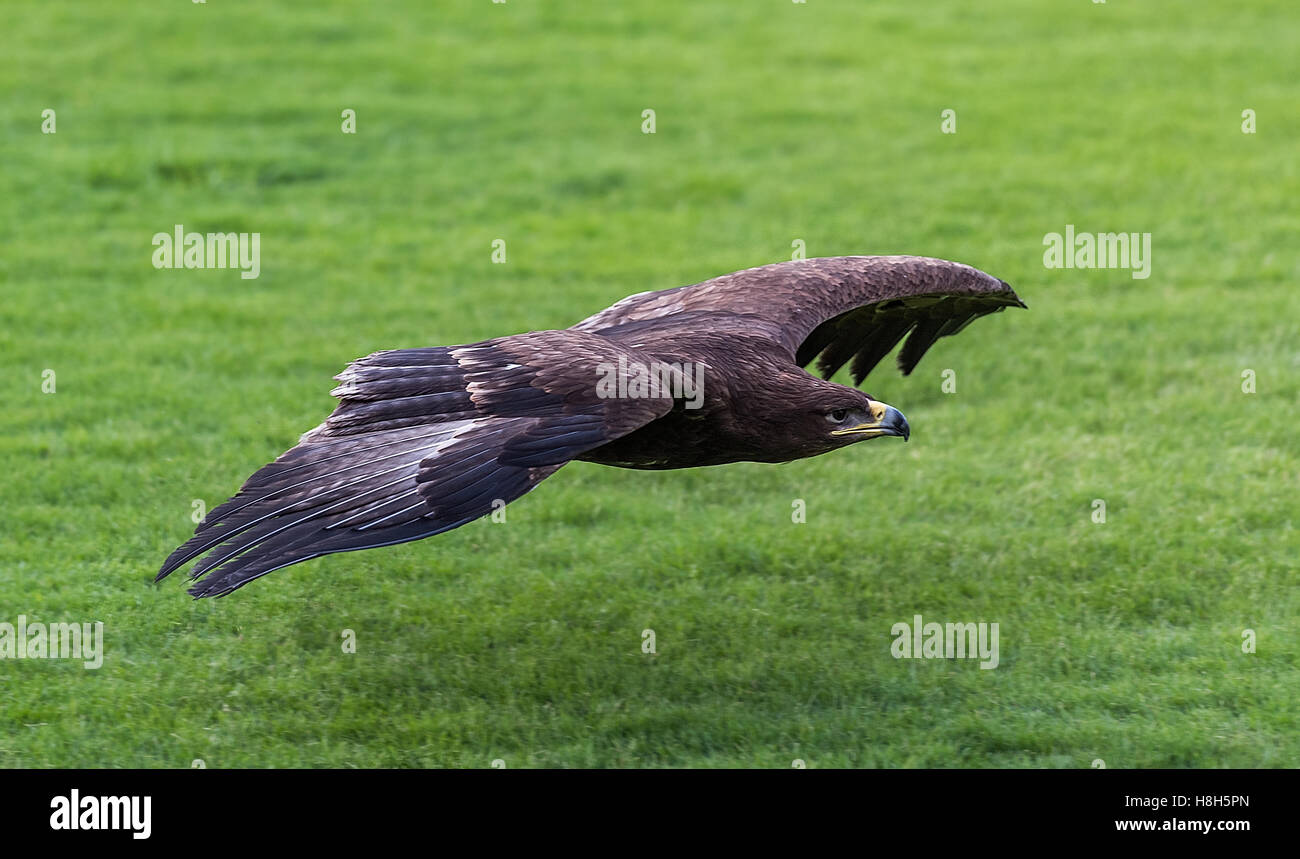 Hawk flying hi-res stock photography and images - Alamy