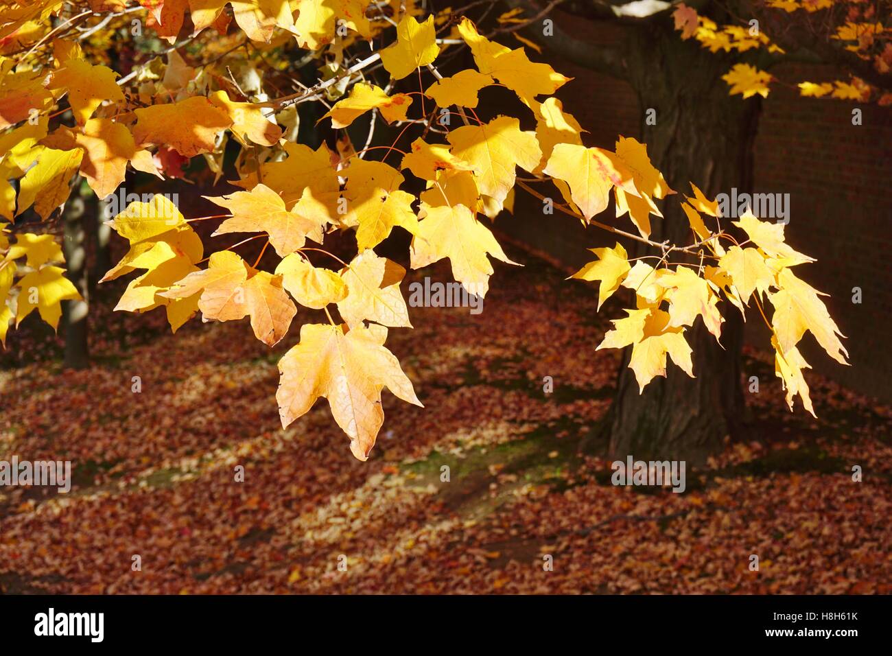 Yellow and orange leaves of a maple acer hi-res stock photography and ...