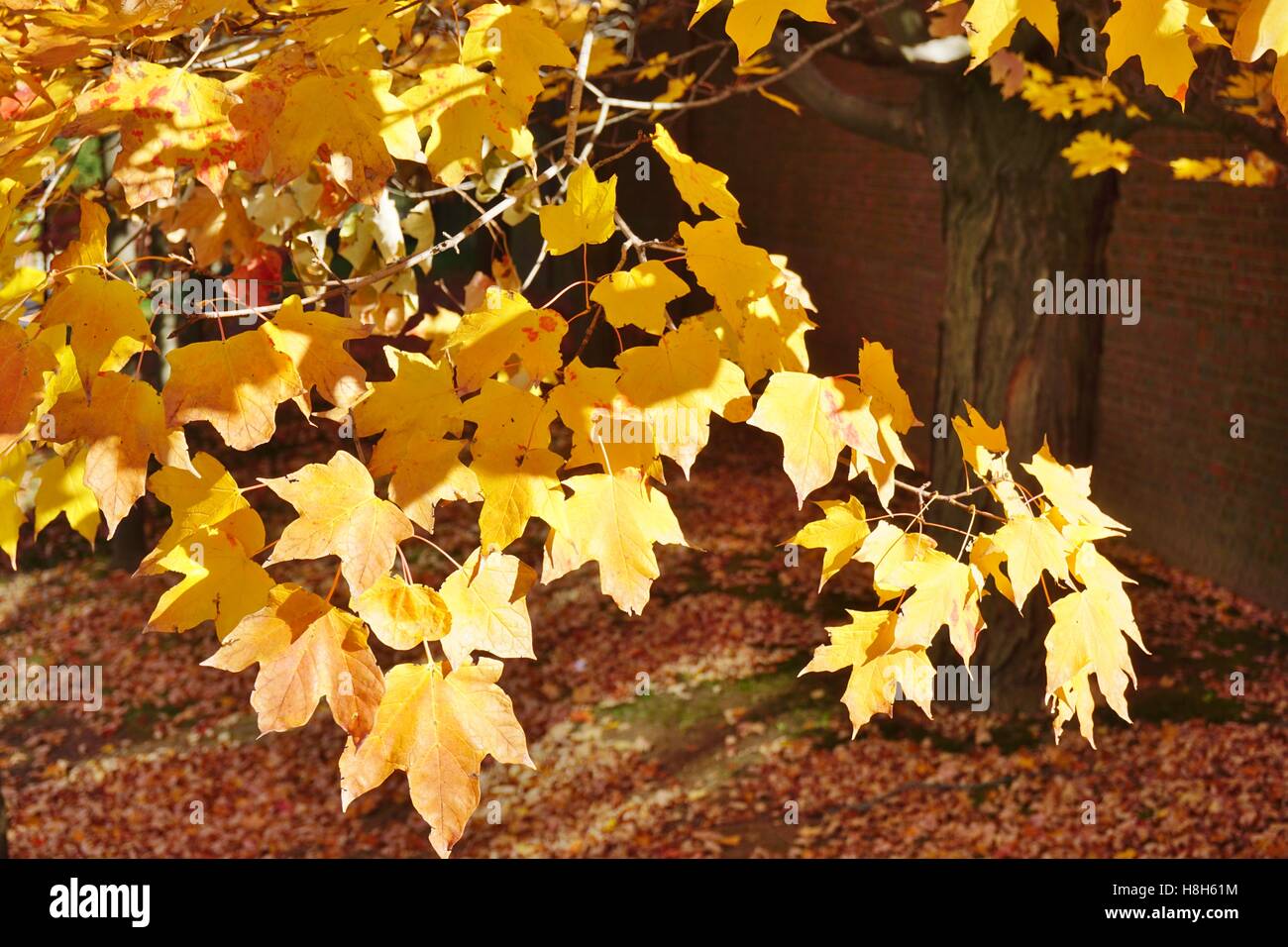 Colorful golden yellow foliage of a maple tree in autumn Stock Photo ...