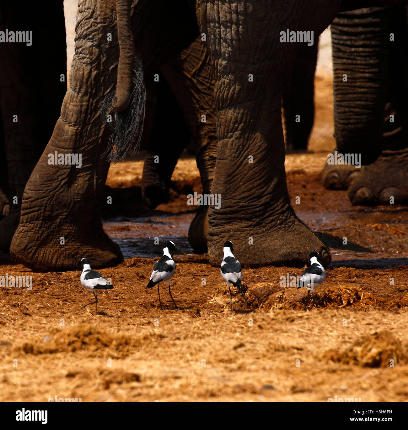 UNITED STATES - June 2023: Ibis spend time catching bugs in the abandoned  village of Portsmouth. Hurricane Dorian, which made landfall on September 6  Stock Photo - Alamy