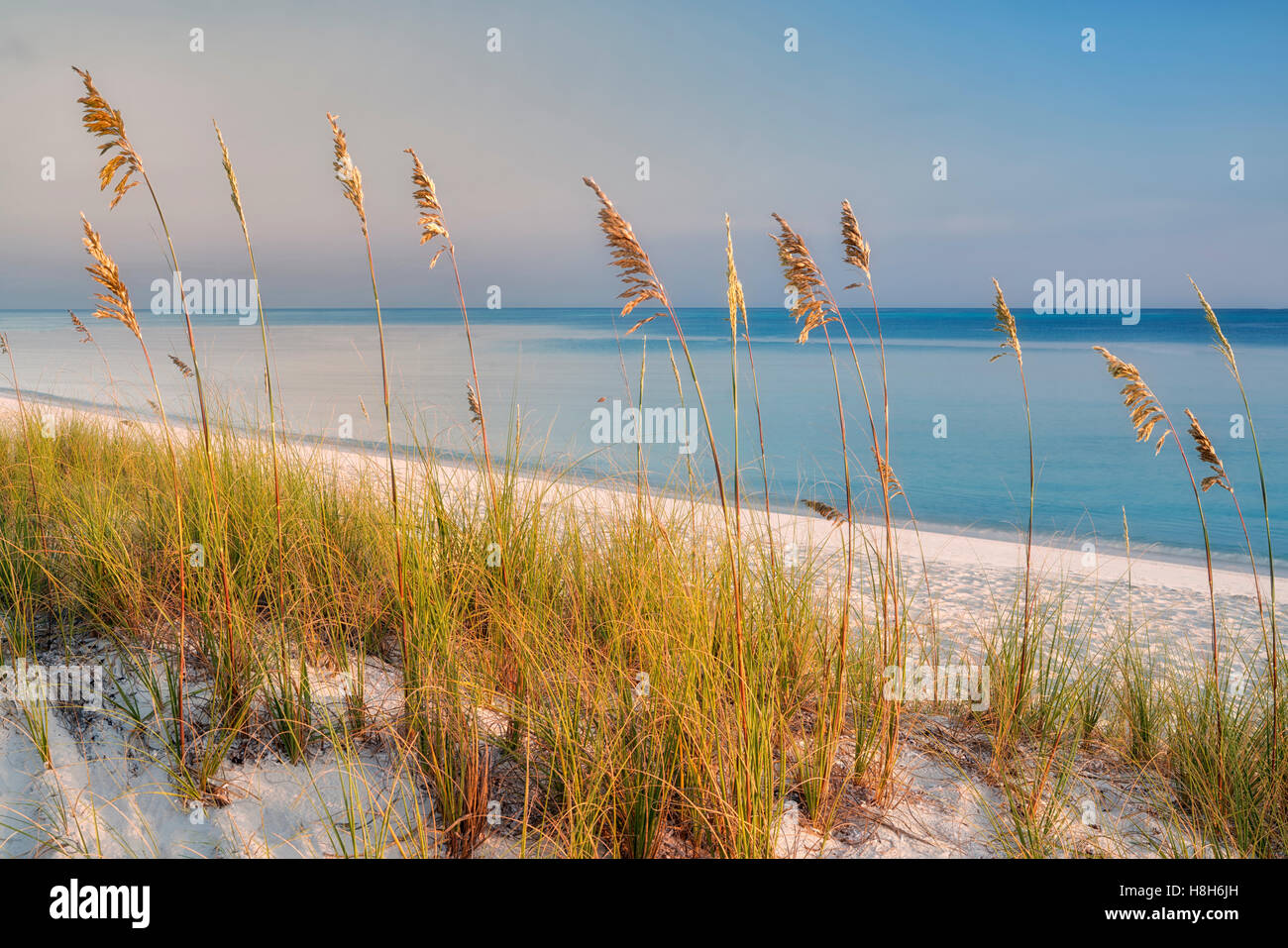 Sea Oat Grass.Turks and Caicos. Providenciales. Stock Photo