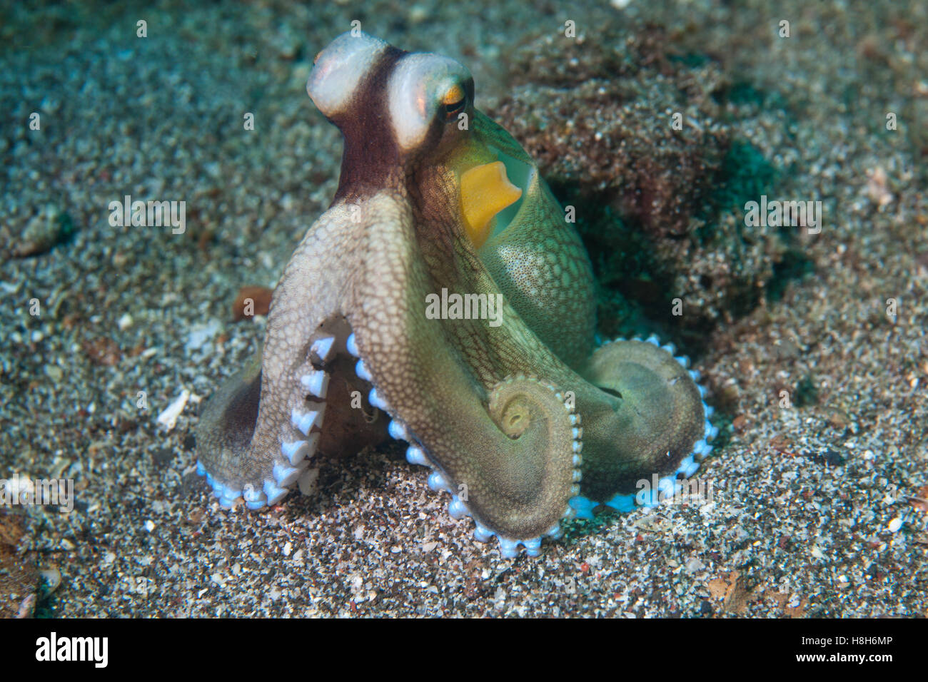 A Coconut octopus (Amphiooctopus marginatus) crawls on the sandy seafloor of Lembeh Strait, Indonesia. Stock Photo