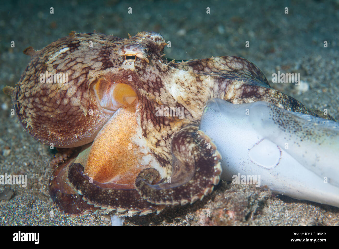 A Coconut octopus (Amphiooctopus marginatus) feeds on a squid on the sandy seafloor of Lembeh Strait, Indonesia. Stock Photo