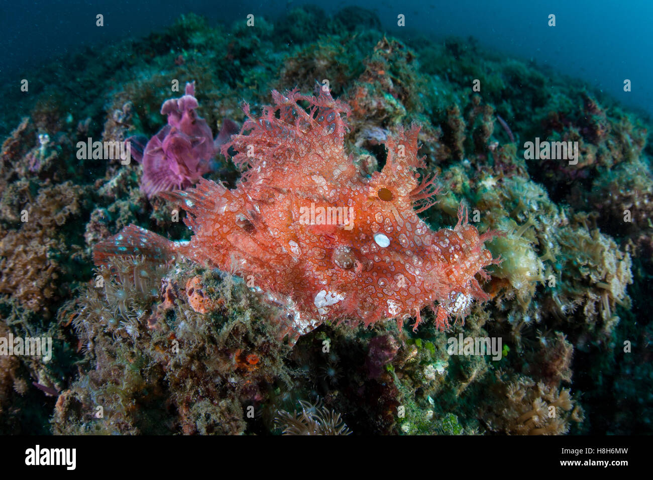 A rare Paddle flap scorpionfish and Lacy scorpionfish (Rhinopias spp.) lie together on the seafloor of Lembeh Strait, Indonesia. Stock Photo