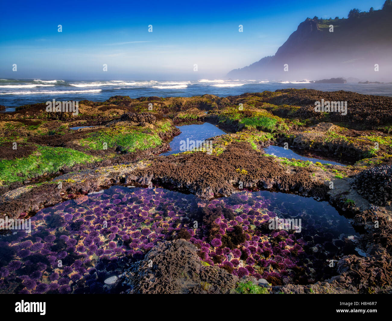 Purple Sea Urchins at minus tide and ocean. Devils Punchbowl State Natural Area, Oregon Stock Photo