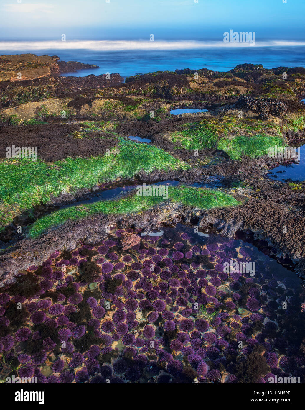 Purple Sea Urchins at minus tide and ocean. Devils Punchbowl State Natural Area, Oregon Stock Photo