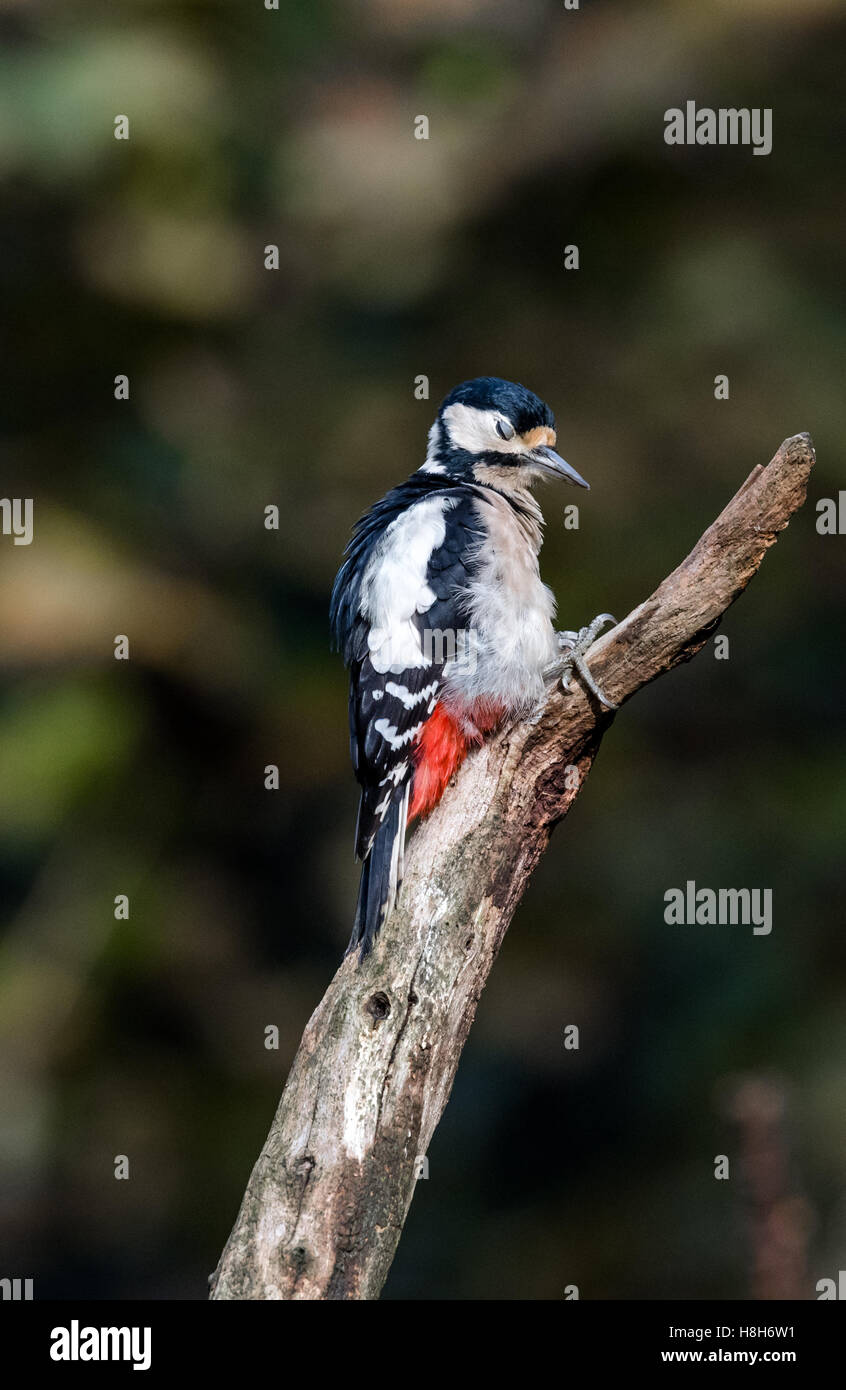 Great spotted woodpecker perched on a tree branch. Stock Photo