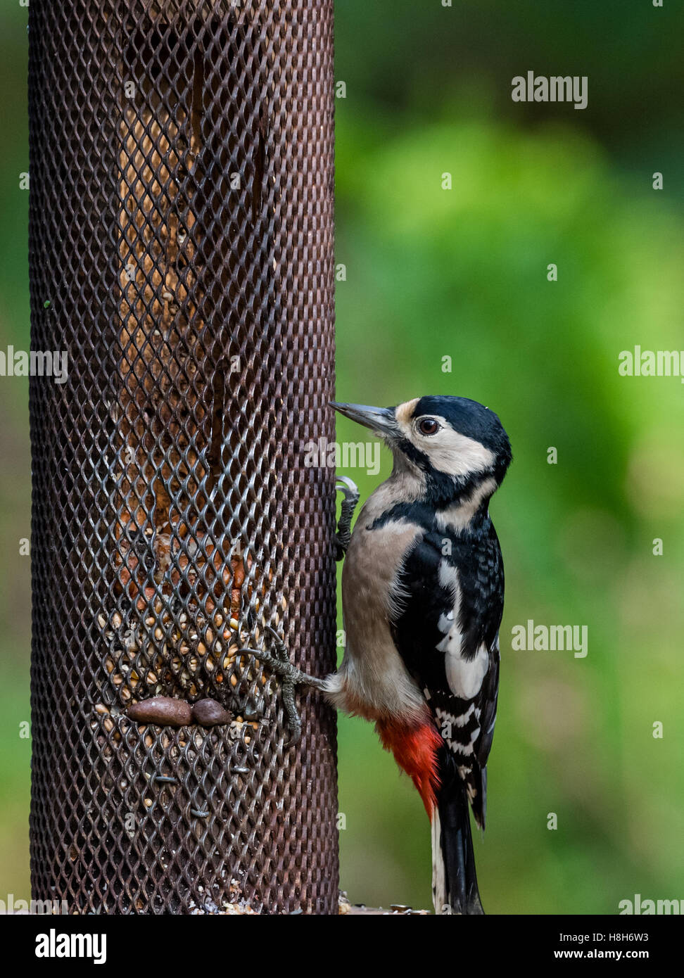 Great spotted woodpecker taking nuts from a squirrel proof bird feeder