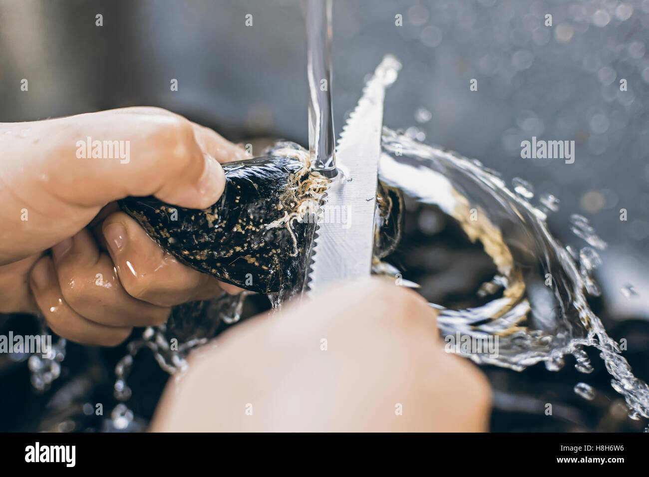 Fresh Mussels Shells Cleaning with Knife Under Running Water Stock