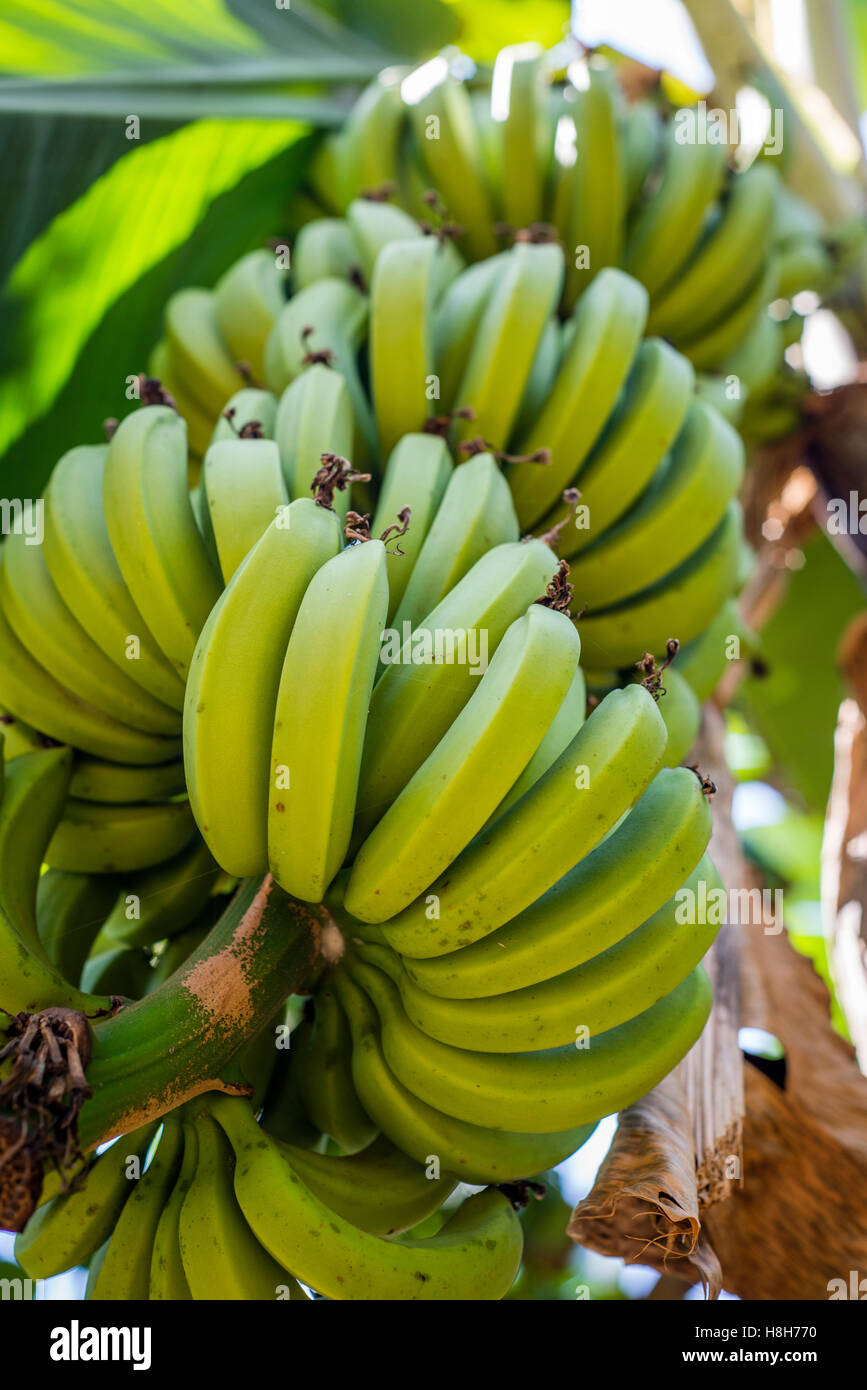 Bananas growing at a spice farm on Zanzibar island, Tanzania Stock Photo Alamy